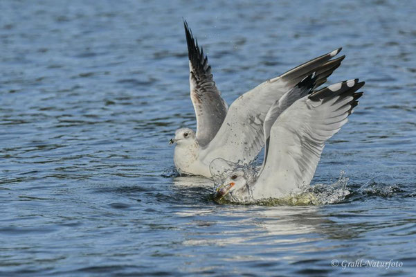 Sturmmöwen (Larus canus) auf dem Malchiner See.