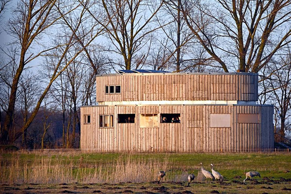 Frühjahrsrast der Kraniche am Günzer See 2017 - Das neue "Kranorama"