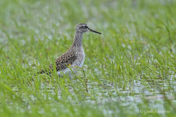 Bruchwasserläufer (Tringa glareola) im Prachtkleid, NSG Untere Havel Nord.