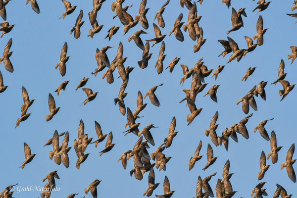 Starenschwarm (Sturnus vulgaris)