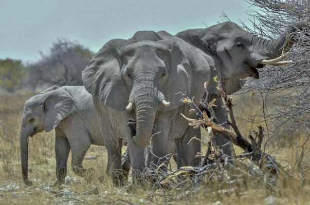 Afrikanische Elefanten (Loxodonta africana), Kühe mit Kalb. Im Gegensatz zum Asiatischen Elefanten besitzen in aller Regel sowohl die Männchen als auch die Weibchen Stoßzähne.