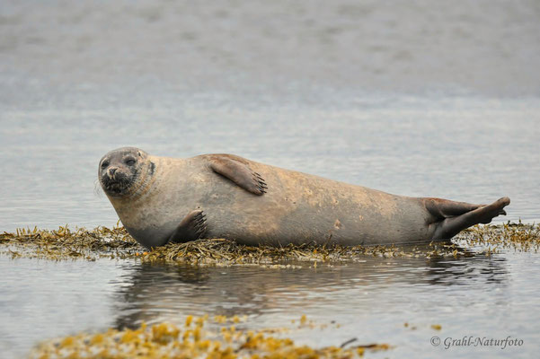 Der Seehund (Phoca vitulina) gehört zu den Hundsrobben. Hier bei Ebbe am Strand von Ytri Tunga.