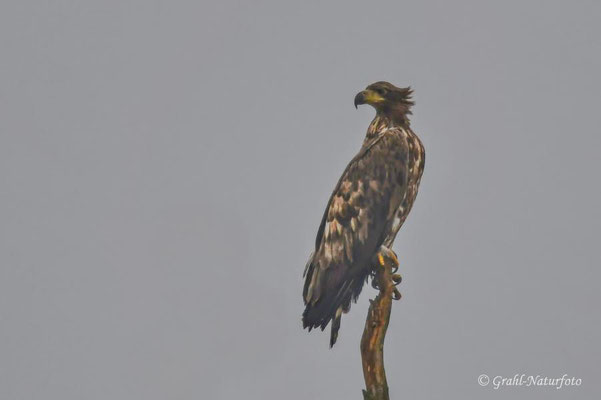 Junger Seeadler (Haliaeetus albicilla) auf den Wiesen von Parey.