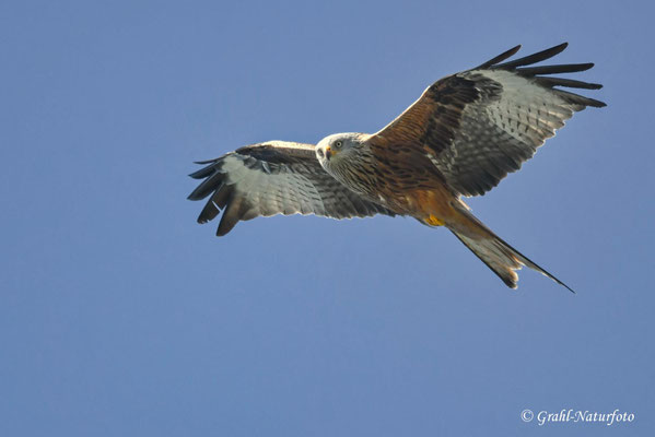 Roter Milan (Milvus milvus) bei Gnevsdorf.