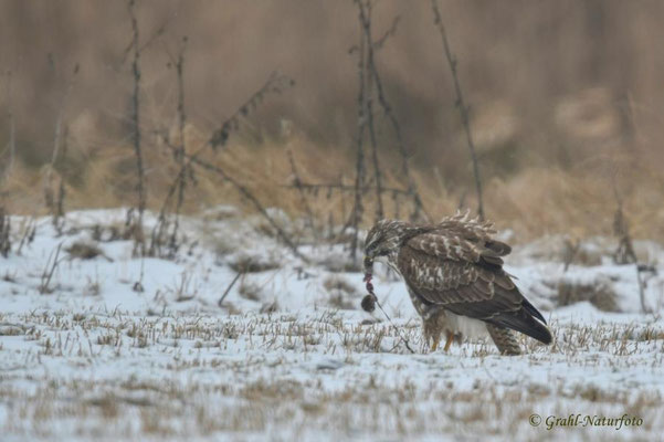 Mäusebussard (Buteo buteo) hat eine Maus erbeutet, NSG Untere Havel.