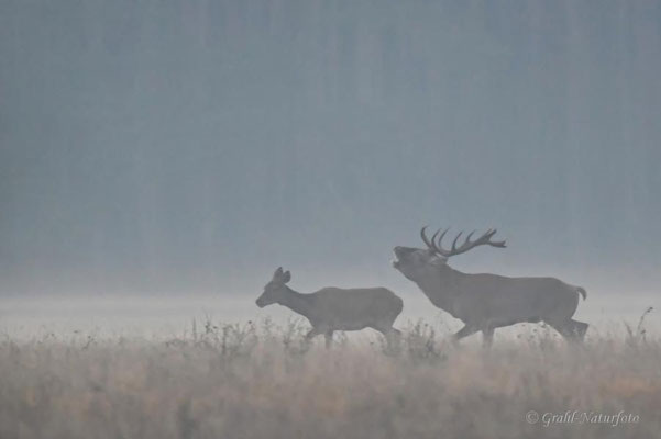 Nebel zur Rothirschbrunft (Cervus elaphus) in der Nähe von Havelberg / Sachsen-Anhalt.