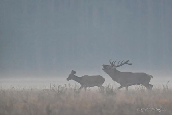 Nebel zur Rothirschbrunft (Cervus elaphus) in der Nähe von Havelberg / Sachsen-Anhalt.
