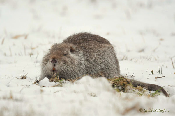 Nutria (Myocastor coypus) graue Farbvariante, NSG Untere Havel Nord.