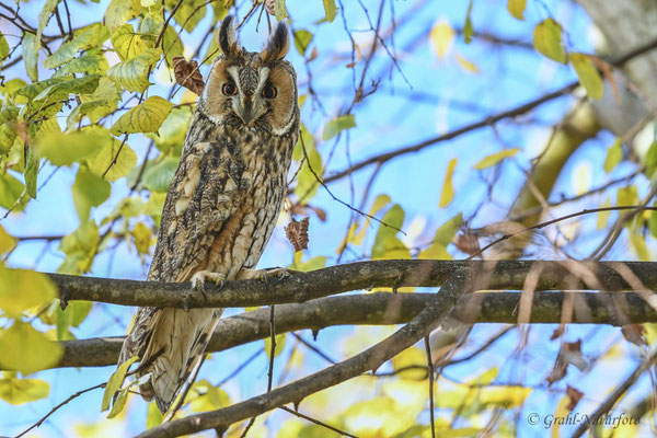 Waldohreule (Asio otus)