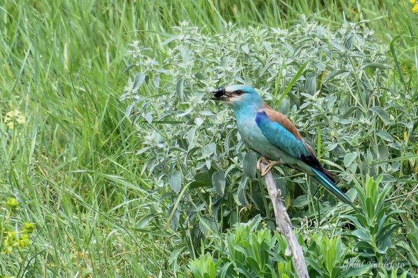 Blauracke (Coracias garrulus) am Kap Dolosman.