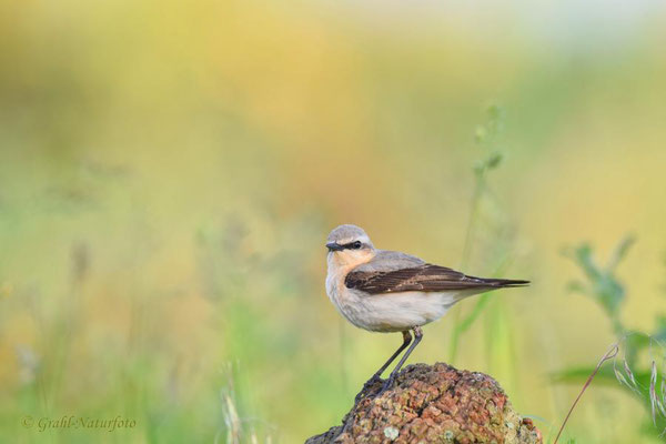 Steinschmätzer (Oenanthe oenanthe) weibl.