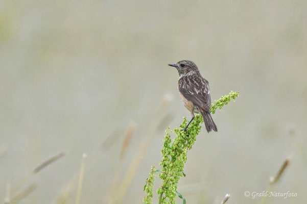 Schwarzkehlchen (Saxicola rubicola) weibl.