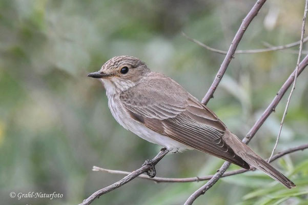 Grauschnäpper (Muscicapa striata)