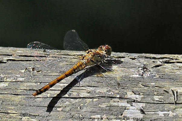 Große Heidelibelle (Sympetrum striolatum)