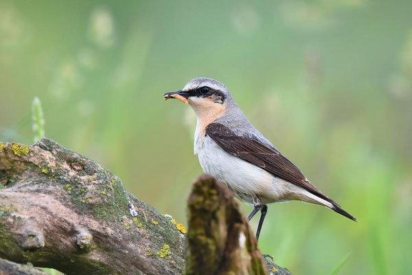Steinschmätzer (Oenanthe oenanthe) - männl.