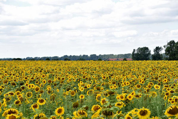 Feld mit Sonnenblumen (Helianthus annuus) bei Orion, Brandenburg