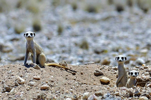 Die Erdmännchen (Suricata suricatta) sind eine Säugetierart aus der Familie der Mangusten.