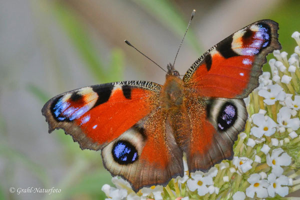Tagpfauenauge (Inachis io)