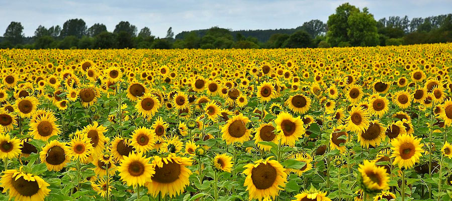  Feld mit Sonnenblumen (Helianthus annuus) bei Staffelde, Brandenburg