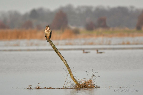 Mäusebussard (Buteo buteo) auf den Wiesen von Parey.