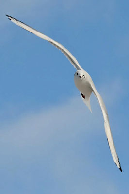 Lachmöwe (Chroicocephalus ridibundus)