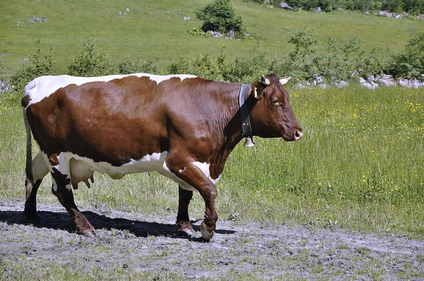 Pinzgauer Kuh ( Bos primigenius f. taurus ) im Habachtal - Salzburgerland  / Österreich