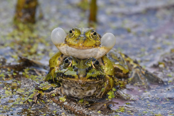 Familienplanung bei den Teichfröschen (Pelophylax esculentus).