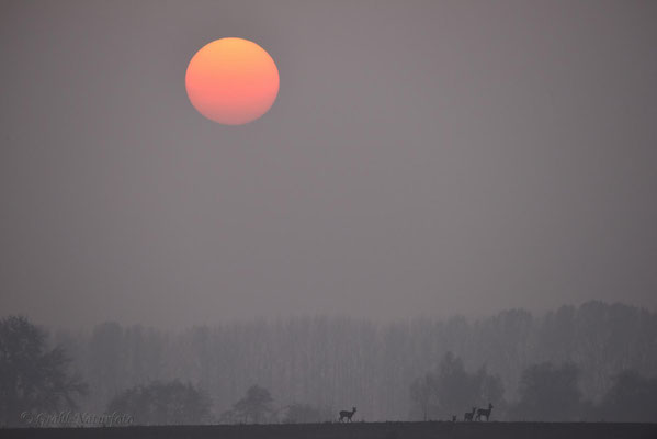Rehe auf dem Acker