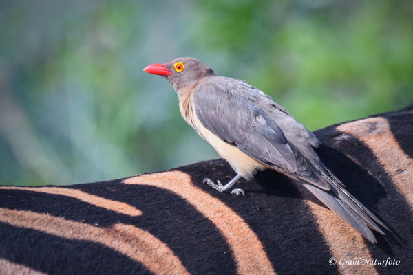 Rotschnabel-Madenhacker (Buphagus erythrorynchus)
