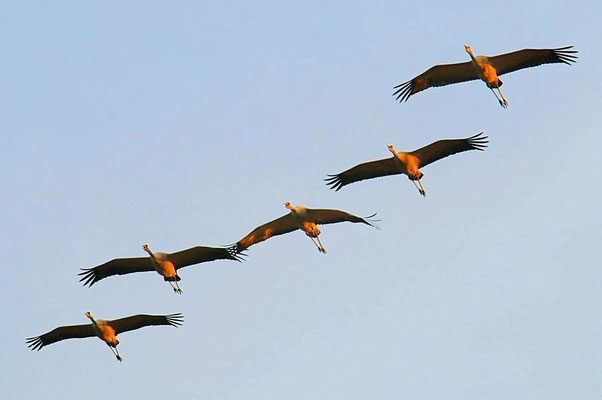 Herbstrast der Kraniche im Rhin- und Havelluch - Abendeinflug bei Linum