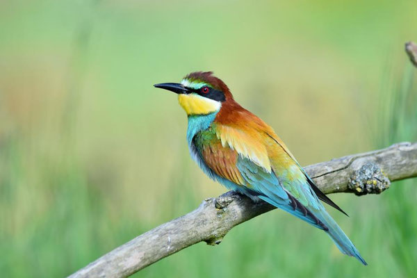 Bienenfresser (Merops apiaster)