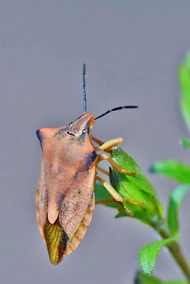 Nördliche Fruchtwanze (Carpocoris fuscispinus)