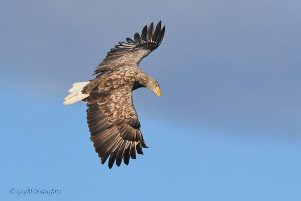 Seeadler (Haliaeetus albicilla) über dem Malchiner See.