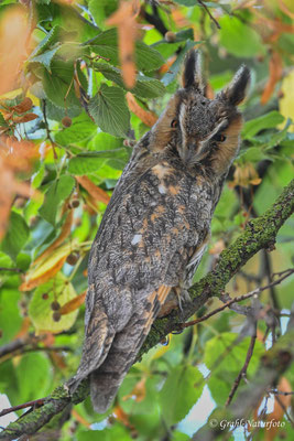 Waldohreule (Asio otus)