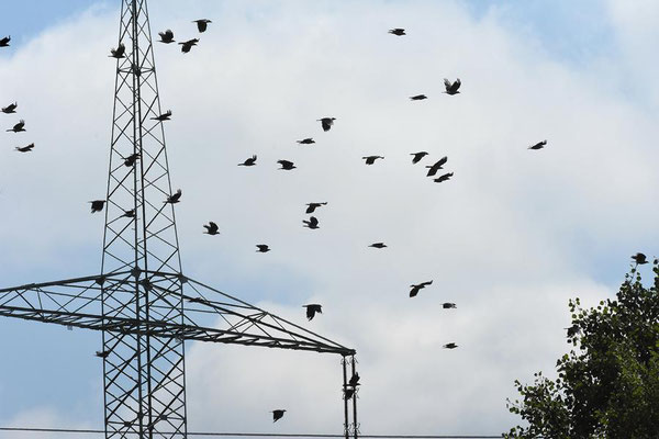 Hochspannungsleitungen und Vögel - Nebelkrähen (Corvus corone cornix)