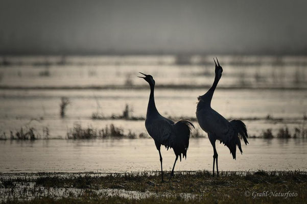 Kranichpaar (Grus grus)