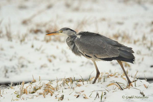 Graureiher (Ardea cinerea) auf der Jagd, NSG Untere Havel Nord.