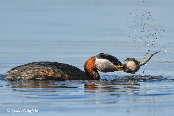 Rothalstaucher (Podiceps grisegena) hat einen Teichfrosch (Pelophylax esculentus) erbeutet, Linumer Teichland.
