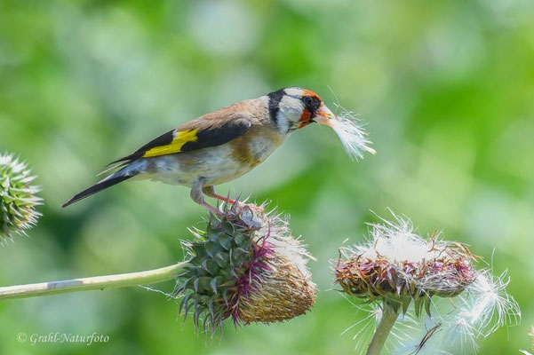 Stieglitz (Carduelis carduelis), auch Distelfink genannt im Garten in Jurilovca.