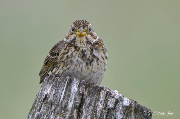 Grauammer (Emberiza calandra) NSG Untere Havel Nord.