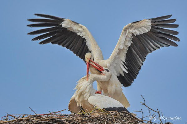 Familienplanung bei den Weißstörchen (Ciconia ciconia) auf dem Dach der Storchenschmiede in Linum am 26.03.2024