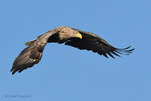 Seeadler (Haliaeetus albicilla) über dem Malchiner See.