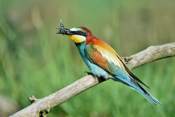 Bienenfresser (Merops apiaster) beim Fressen eines Käfers