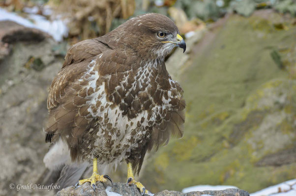 Mäusebussard (Buteo buteo)