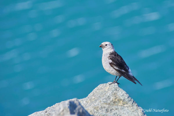 Die Schneeammer (Plectrophenax nivalis) ist aus der Familie der Tundraammern.