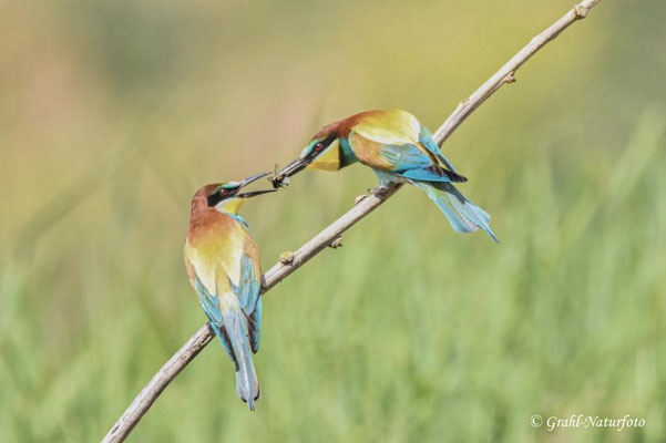 Bienenfresser (Merops apiaster) beim Füttern der Partnerin.