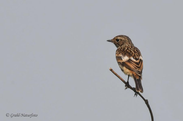 Schwarzkehlchen (Saxicola rubicola) männl. Jungvogel.