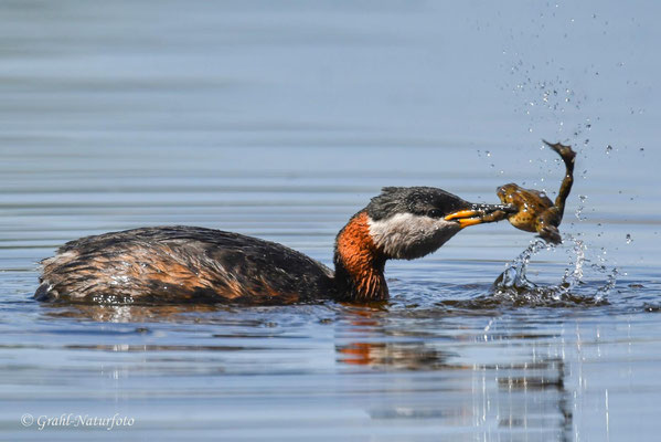 Rothalstaucher (Podiceps grisegena) hat einen Teichfrosch (Pelophylax esculentus) erbeutet, Linumer Teichland.