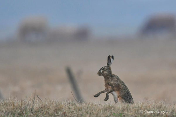 Feldhase (Lepus europaeus) auf den Wiesen von Parey.