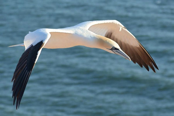 Vorbeiflug in der Abendsonne